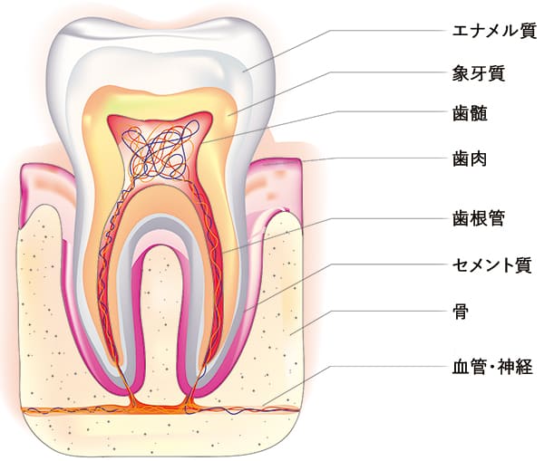 一般歯科（虫歯、根管治療）｜品川勝島おもち歯科・矯正歯科｜品川区